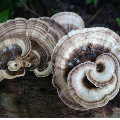 Organic Turkey Tail Powder